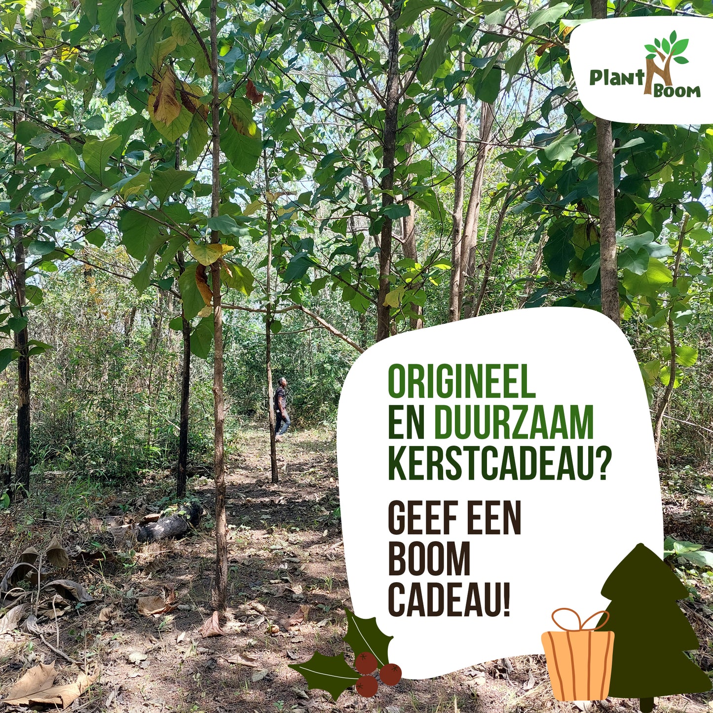 Origineel kerstcadeau? Geef een boom of een bos(je)!