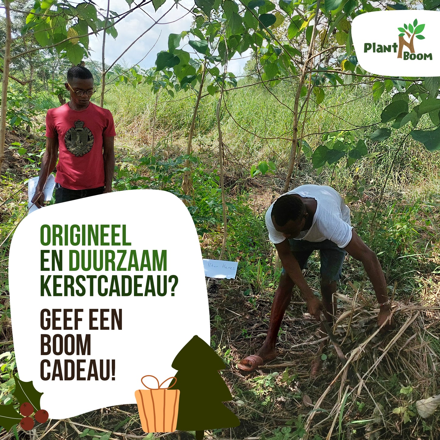 Origineel kerstcadeau? Geef een boom of een bos(je)!