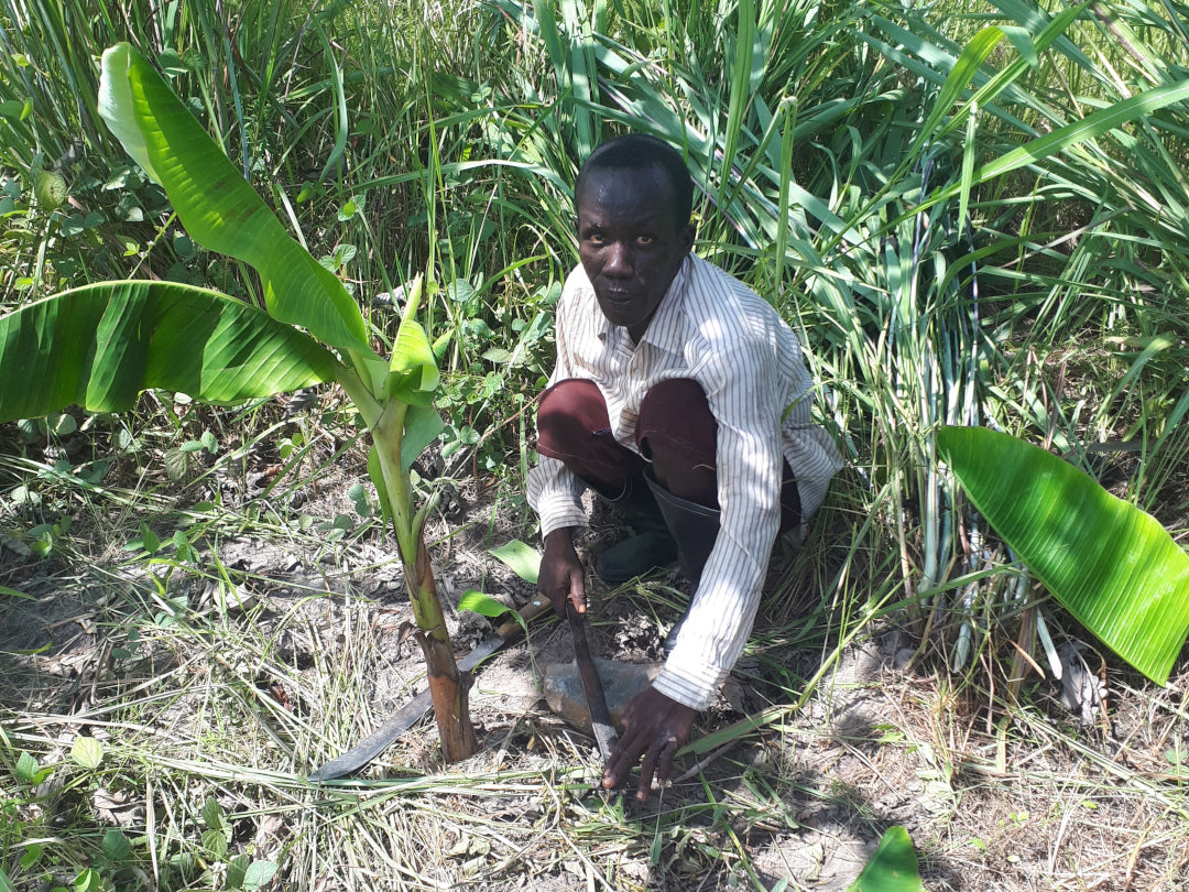 Foto: Boer in Makombeh verzorgt een bananenboom.