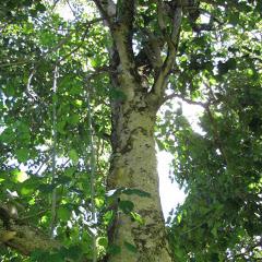 Koop een boom (voor jezelf)