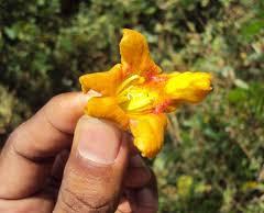 Geef een boom cadeau