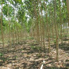 Geef een boom cadeau