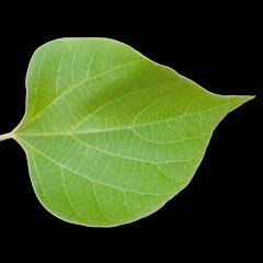 Koop een boom (voor jezelf)