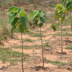 Geef een boom cadeau