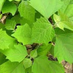 Koop een boom (voor jezelf)