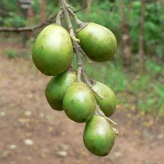 Koop een boom (voor jezelf)