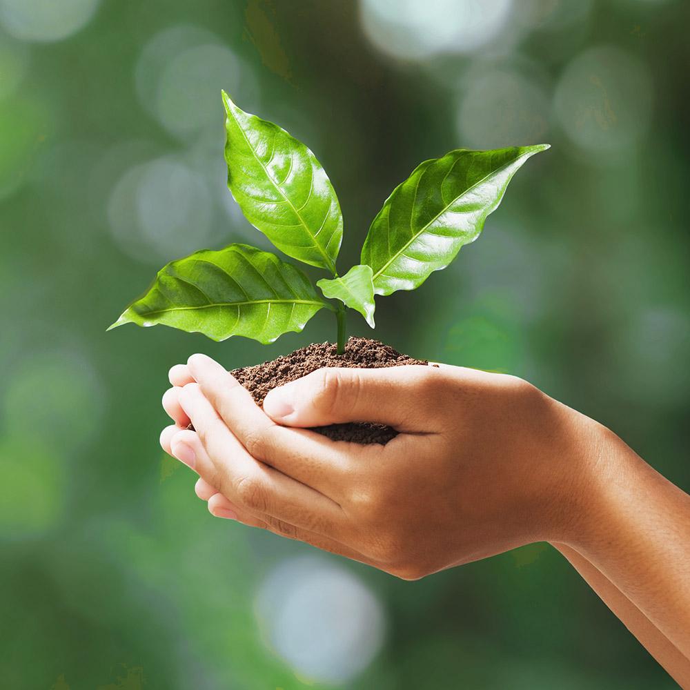 Koop een boom (voor jezelf)