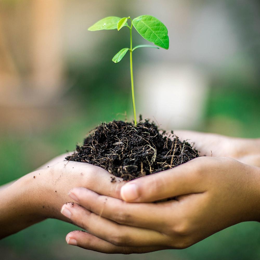 Geef een boom cadeau