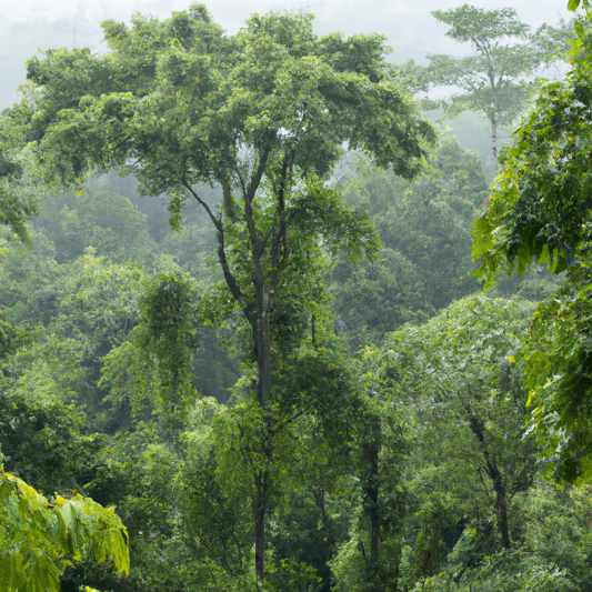 Plant N Tree: Buy a tree and become carbon neutral 