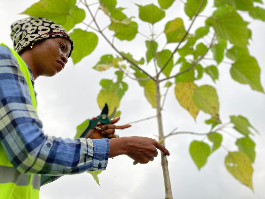 Woman pruning tree